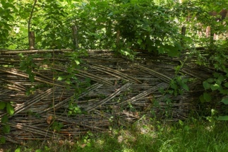 Haie naturelle réalisée par plessage, branches d'arbustes tressées