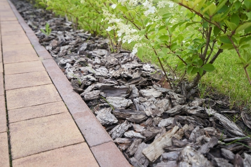 Paillage d'écorces de pin au pied d'arbustes, le long d'une bordure en pavés