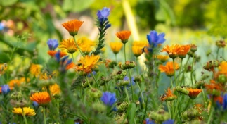 Massif fleuri de soucis orange et de bleuets