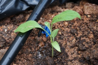 Tuyau de goutte-à-goutte au pied d'une jeune pousse